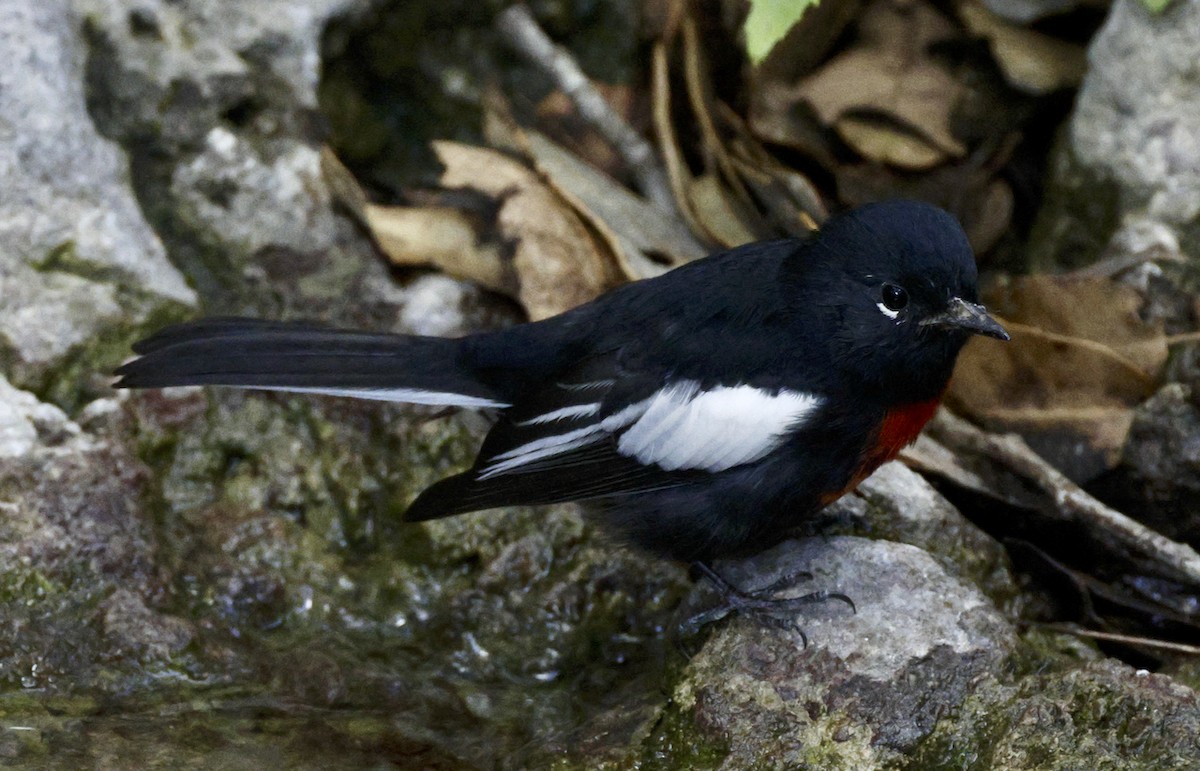 Painted Redstart - ML608495043