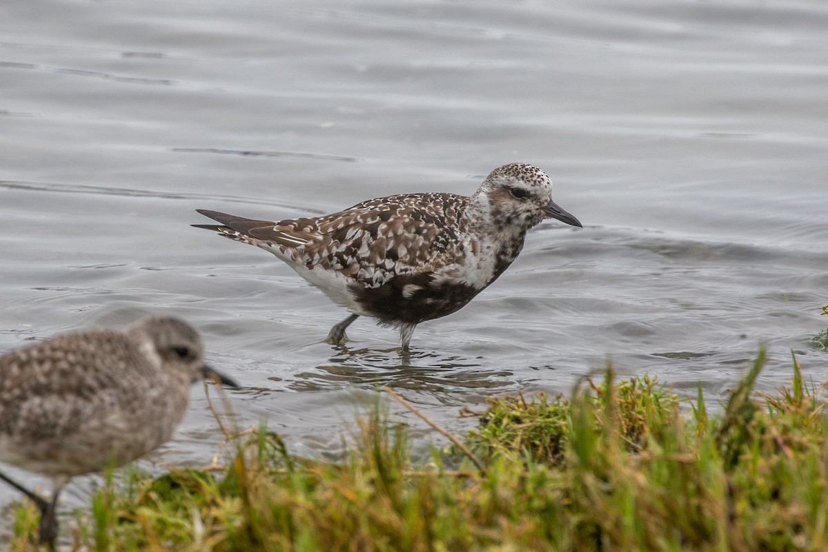 Black-bellied Plover - ML608495065