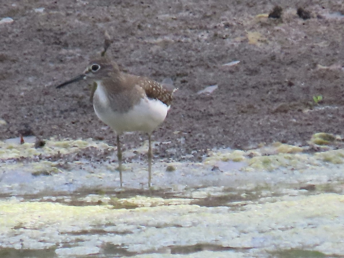 Solitary Sandpiper - ML608495090