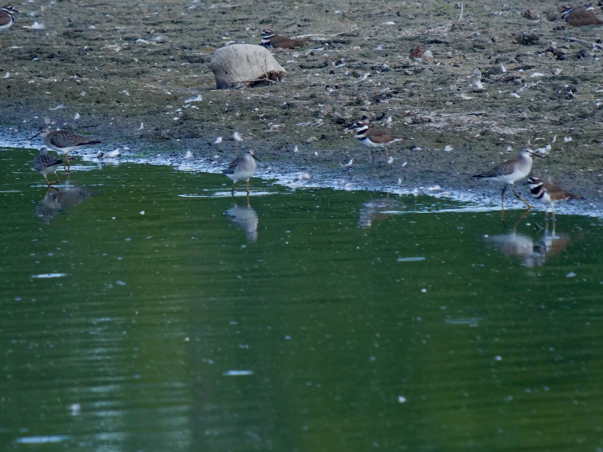 Lesser Yellowlegs - ML608495217