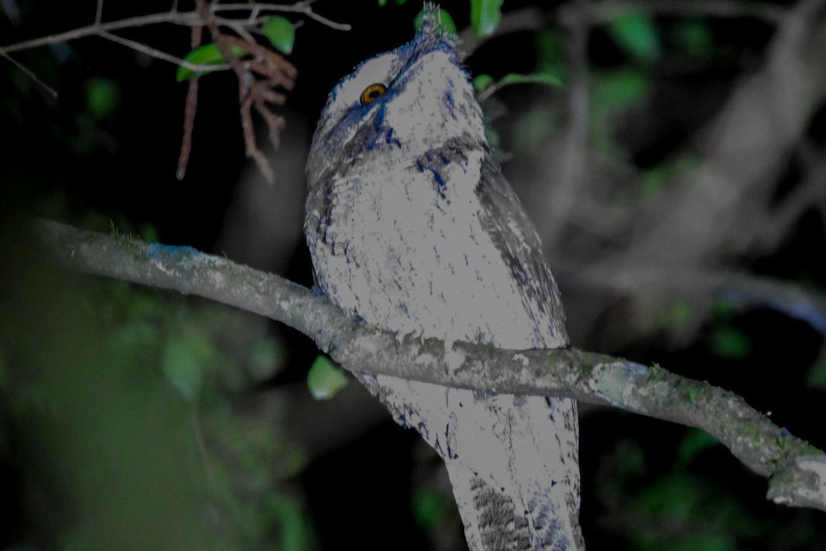 Marbled Frogmouth - ML608495223