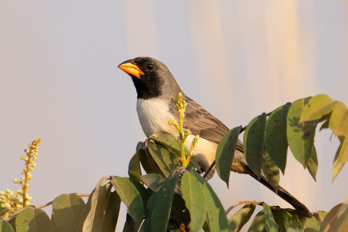 Black-throated Saltator - Nancy Christensen