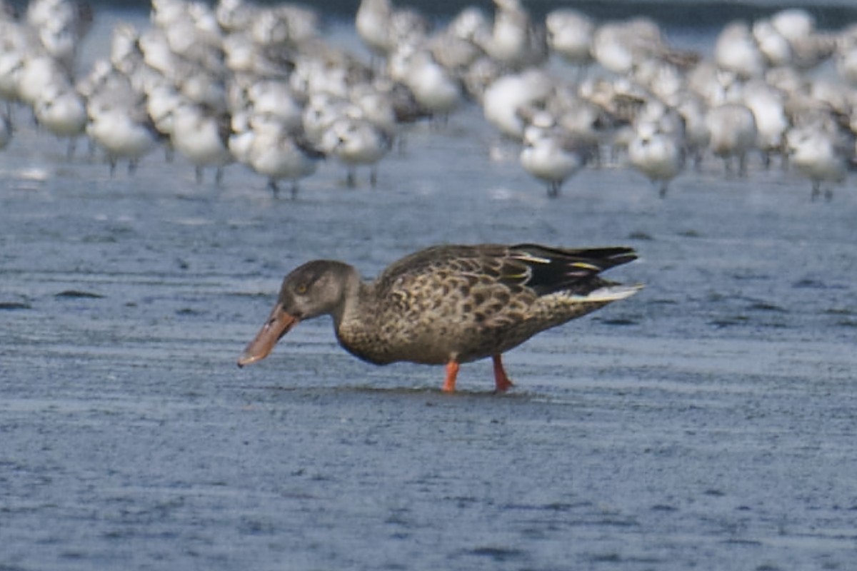 Northern Shoveler - ML608495284