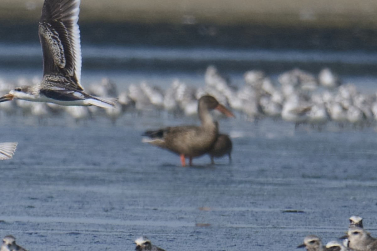 Northern Shoveler - ML608495347