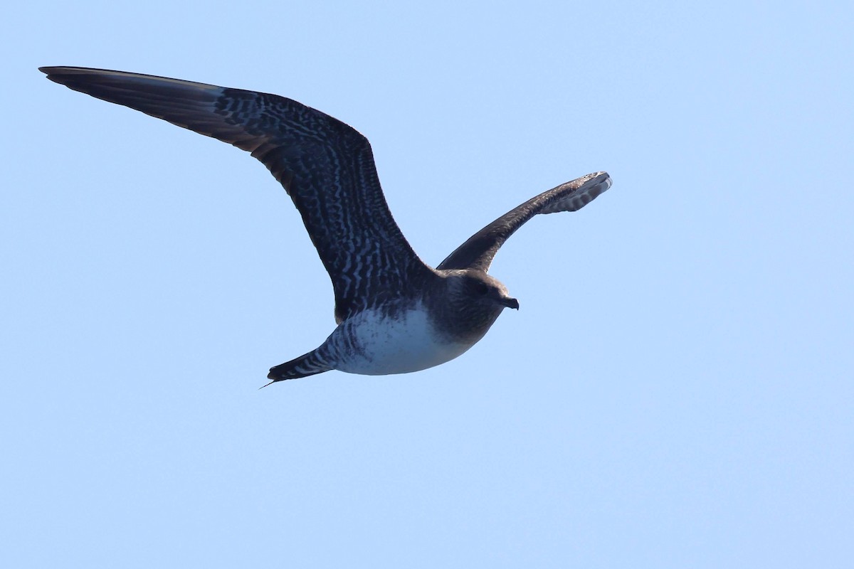 Long-tailed Jaeger - ML608495427