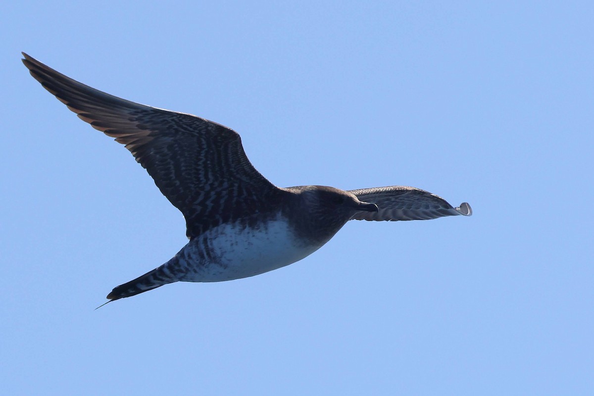 Long-tailed Jaeger - ML608495446