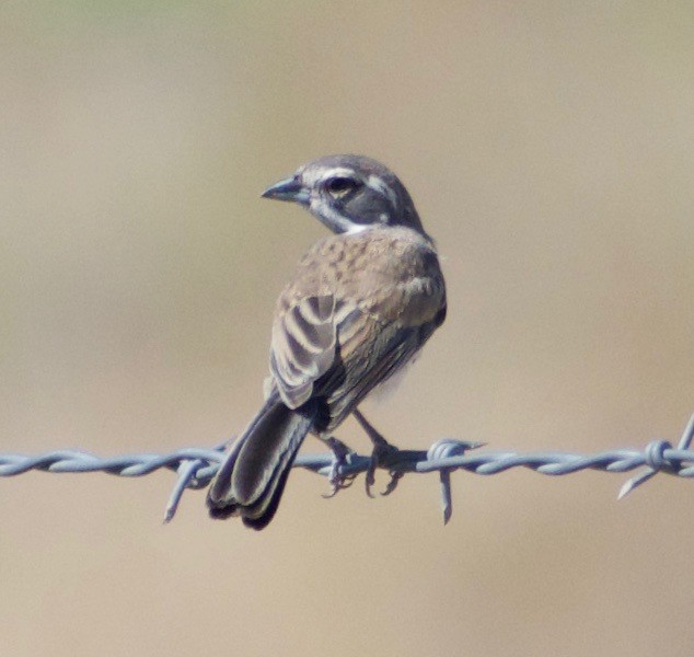 Black-throated Sparrow - ML608495474