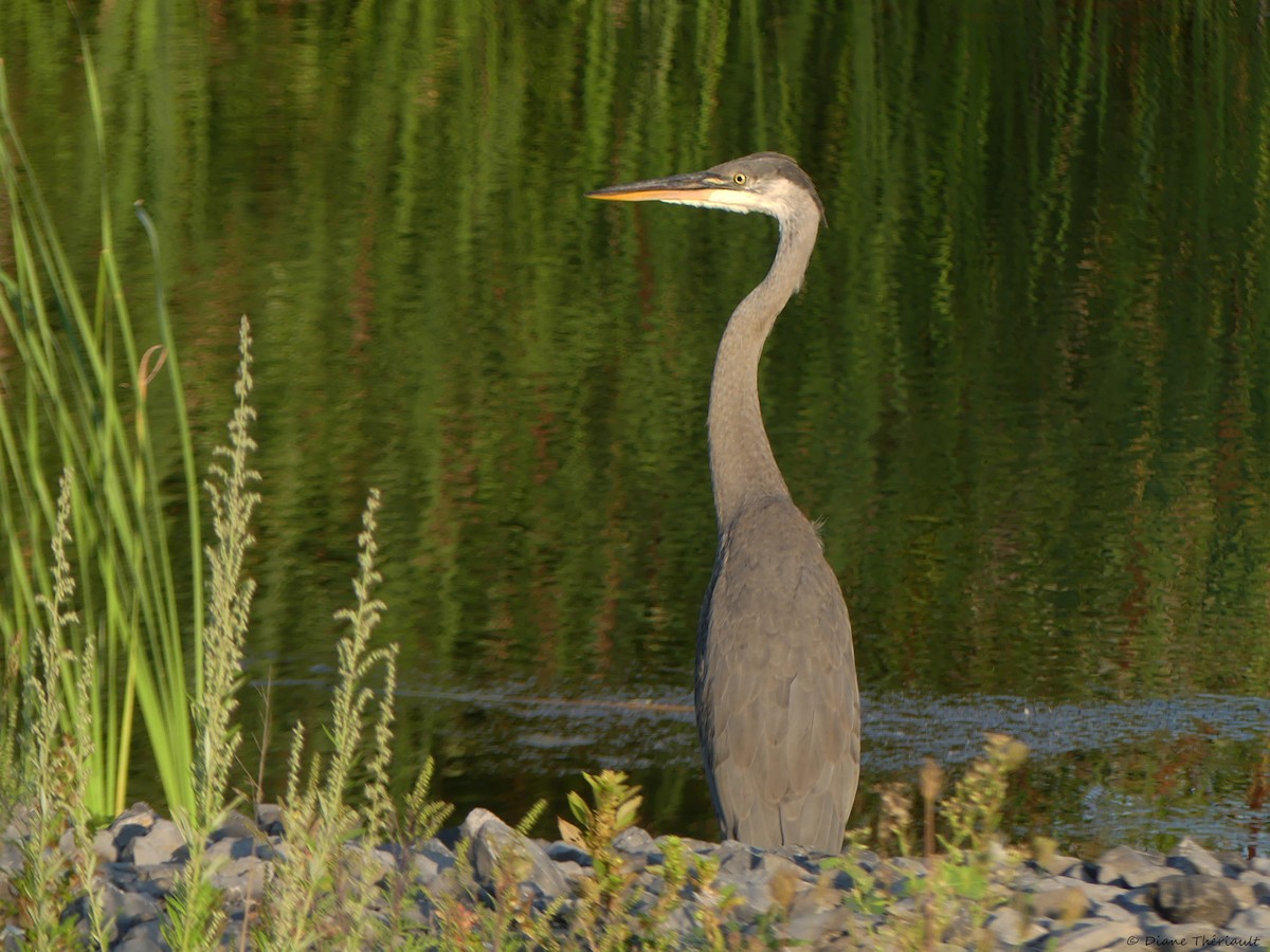 Great Blue Heron - ML608495500