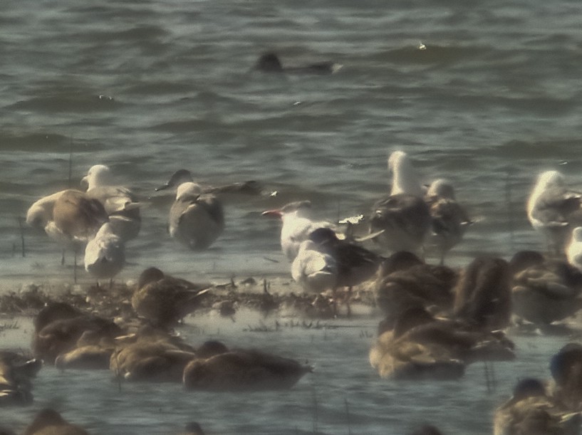 Caspian Tern - ML608495523