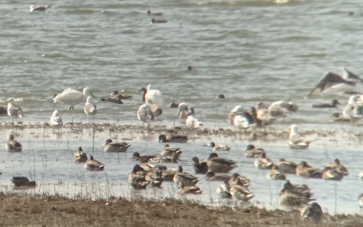 Caspian Tern - ML608495524