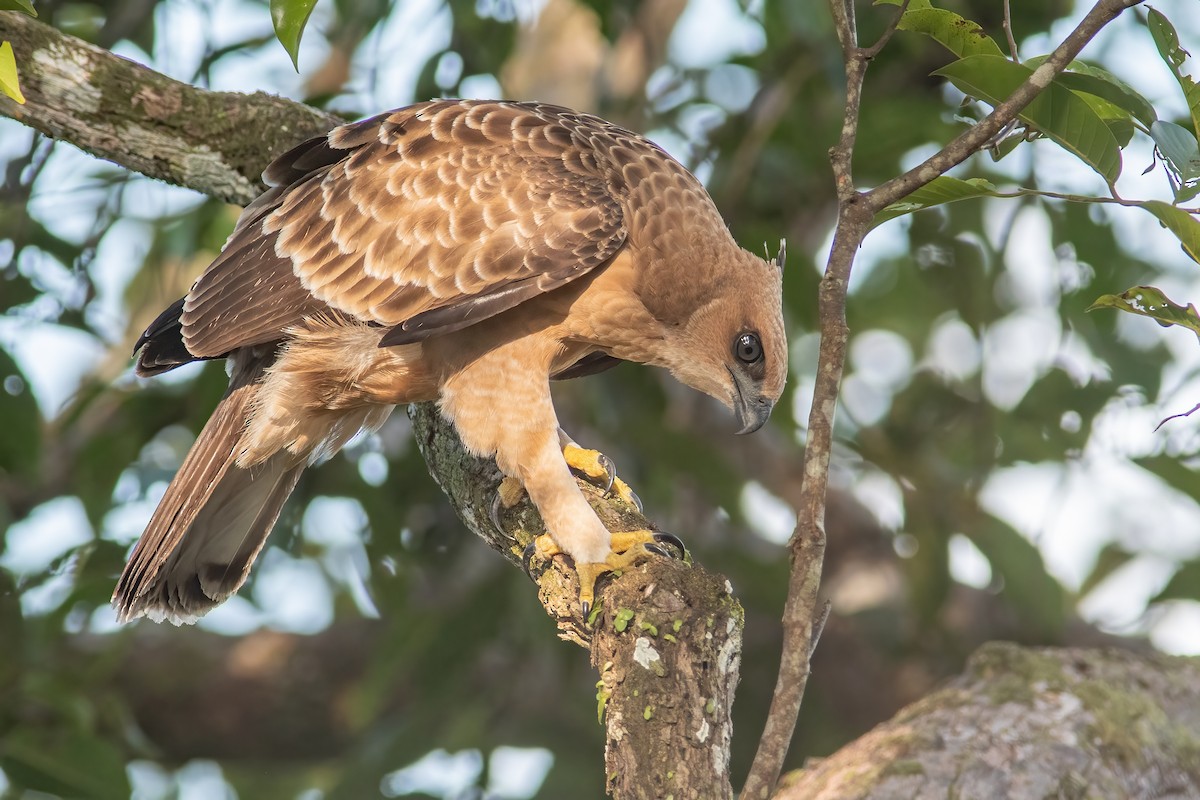 Wallace's Hawk-Eagle - Daniel Field