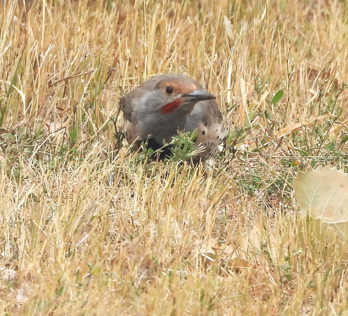 Northern Flicker - ML608495653