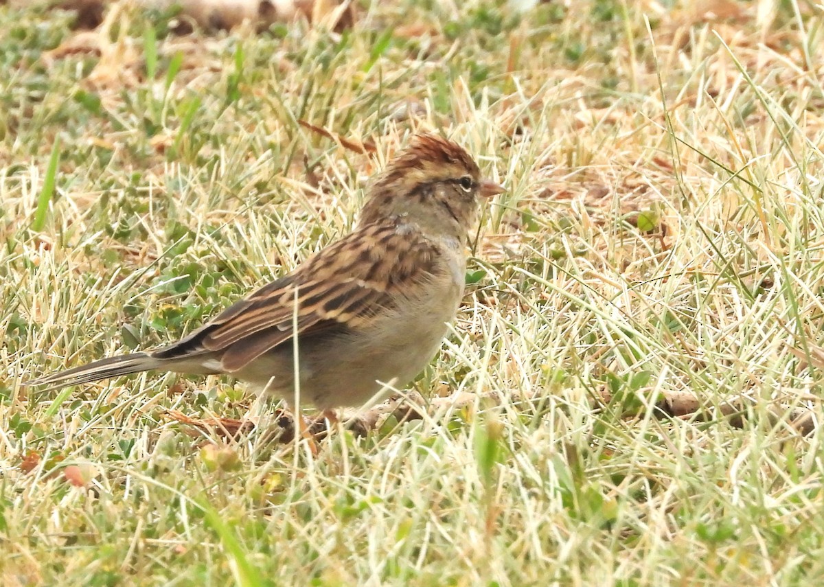 Chipping Sparrow - ML608495691
