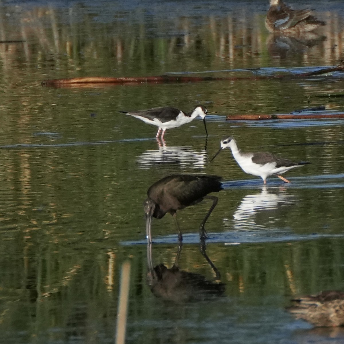 Black-necked Stilt - ML608495719