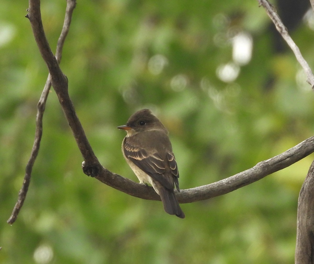 Western Wood-Pewee - ML608495815