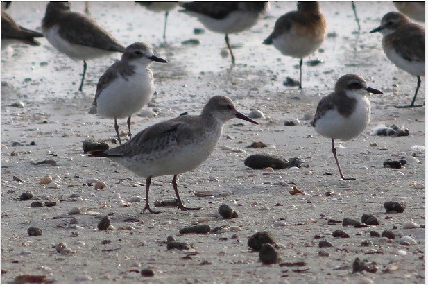 Red Knot - ML608495881