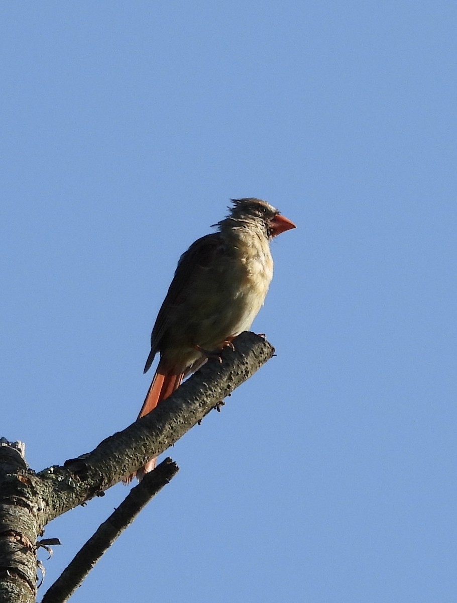 Northern Cardinal - Jackie Delk