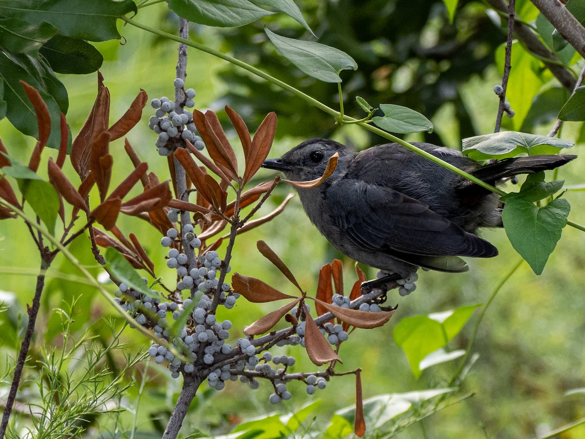 Gray Catbird - ML608495963
