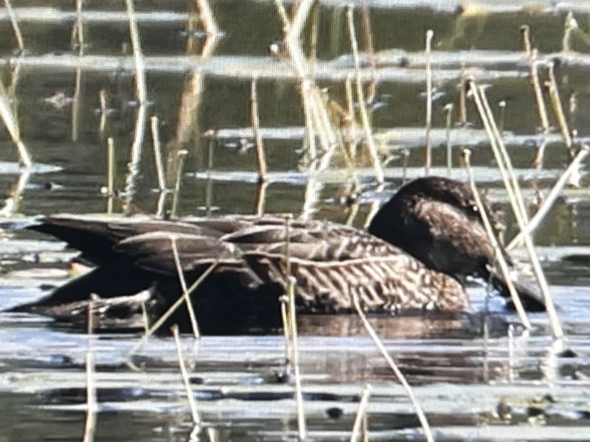 Green-winged Teal - ML608495996