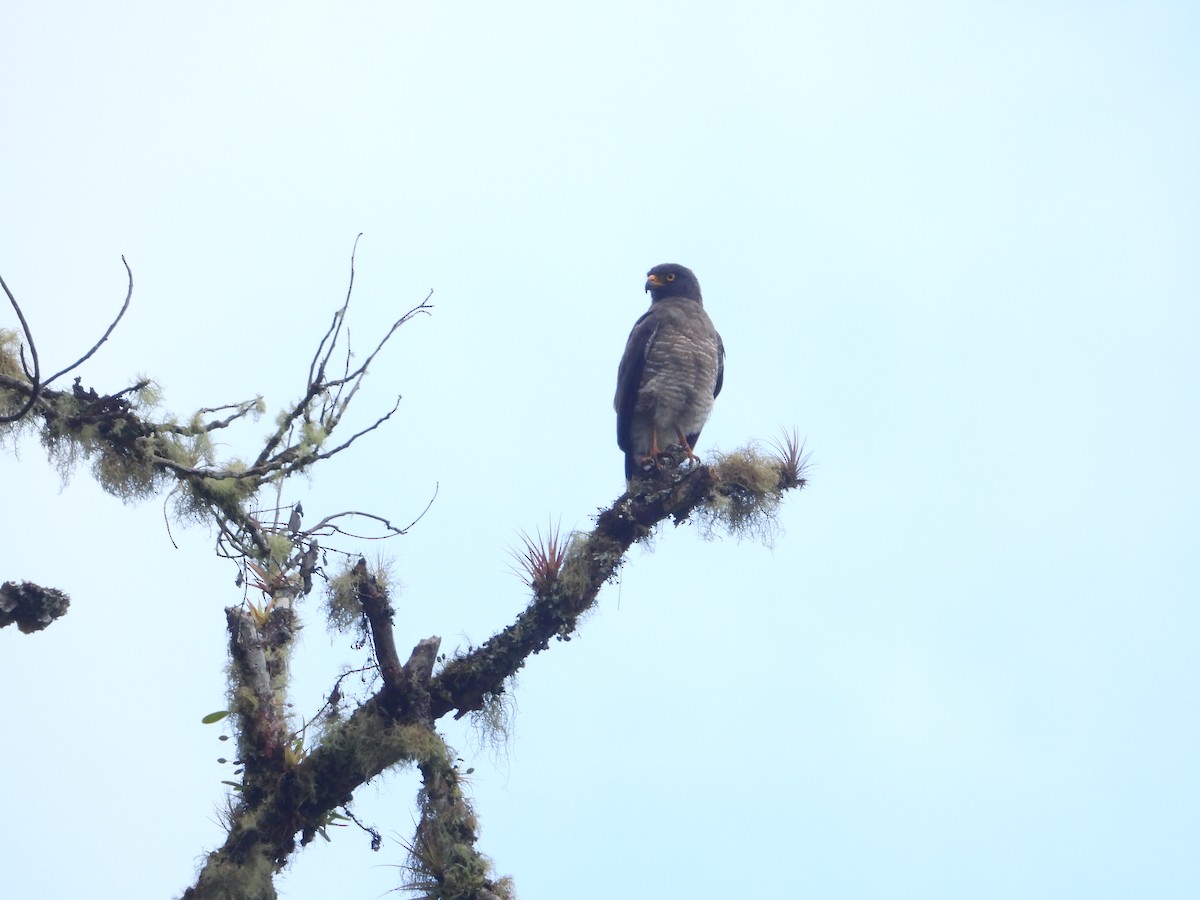 Roadside Hawk - ML608496059