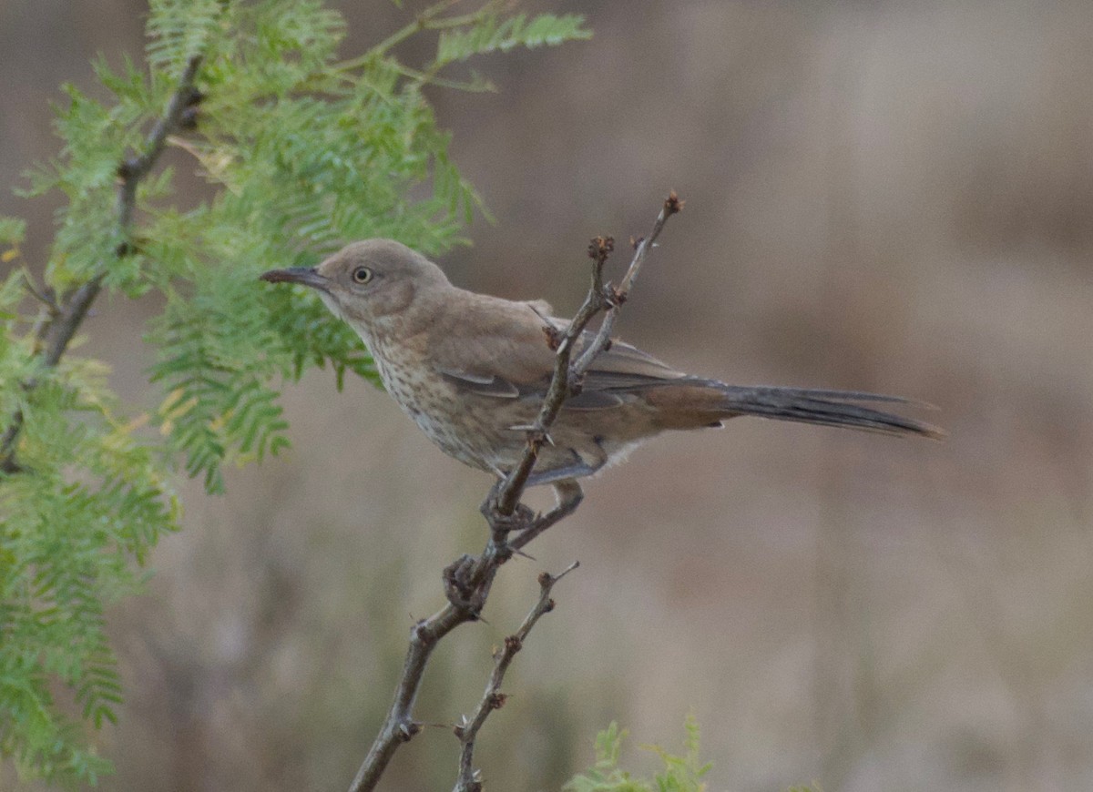 Bendire's Thrasher - ML608496098