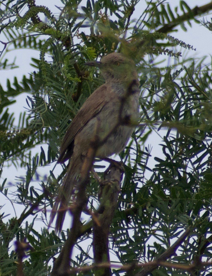 Bendire's Thrasher - ML608496100