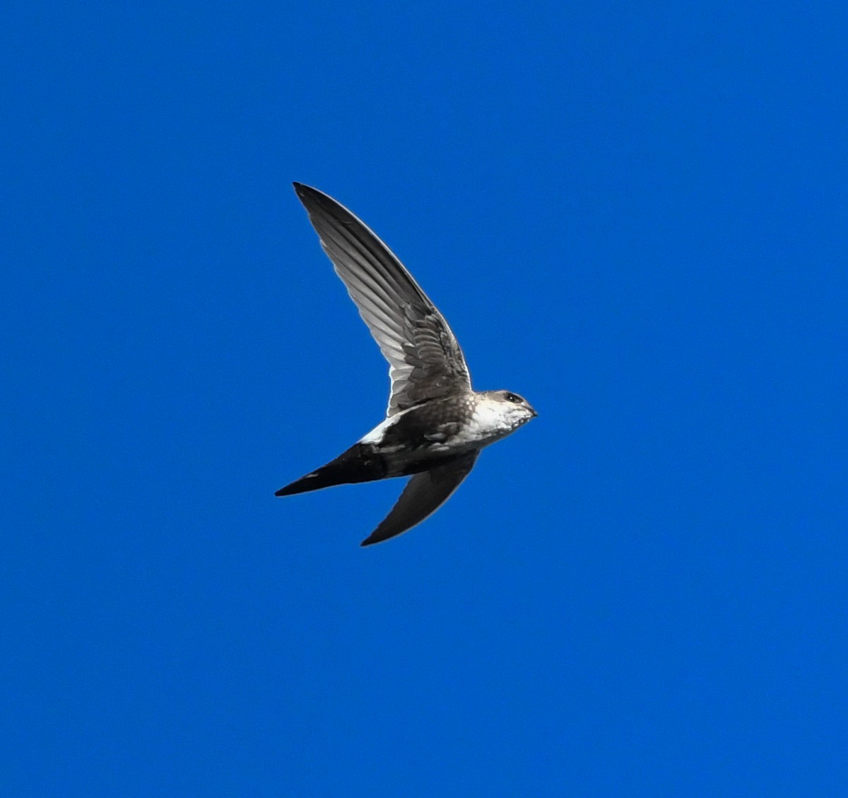 White-throated Swift - Joshua Greenfield