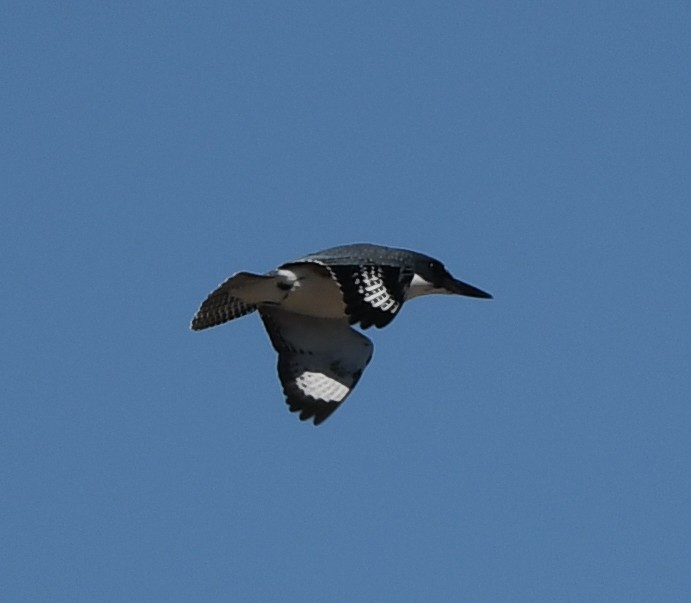 Belted Kingfisher - ML608496117