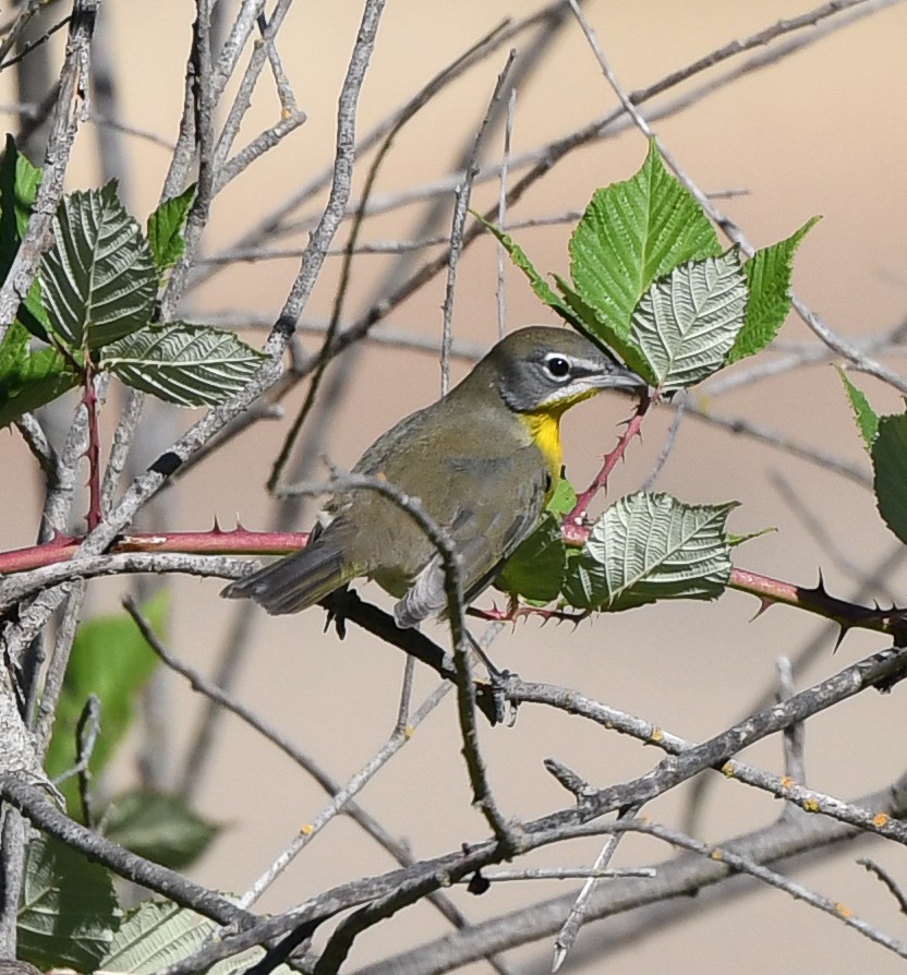 Yellow-breasted Chat - Joshua Greenfield