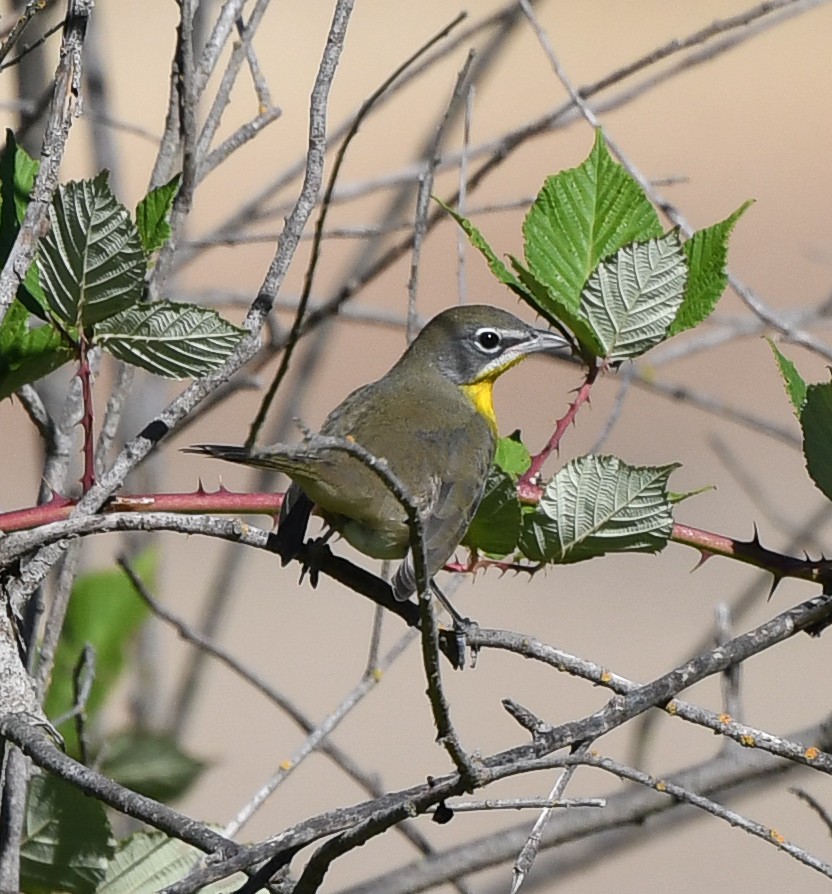 Yellow-breasted Chat - ML608496147