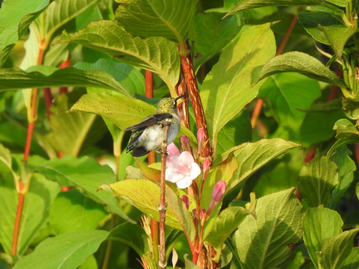 Ruby-throated Hummingbird - ML608496348