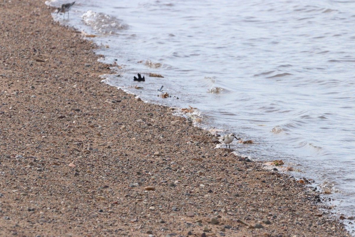 Bécasseau sanderling - ML608496362