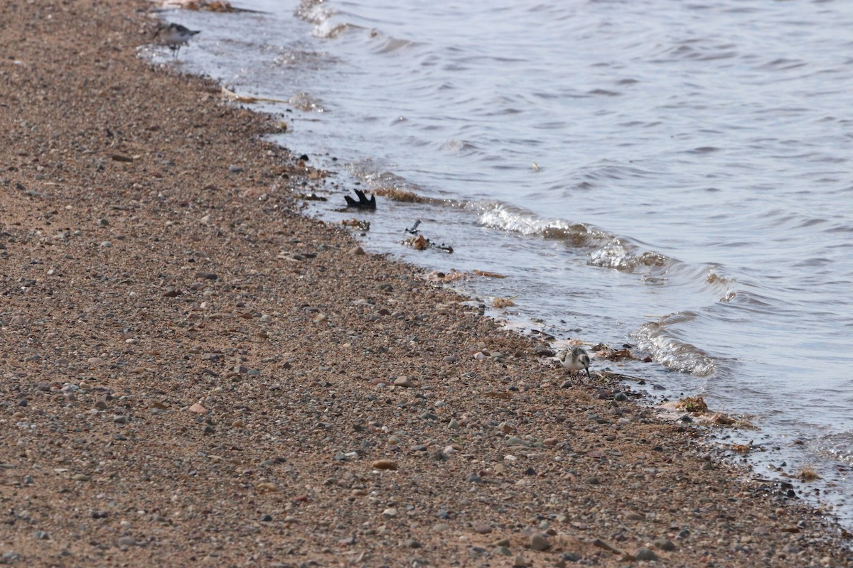 Bécasseau sanderling - ML608496363