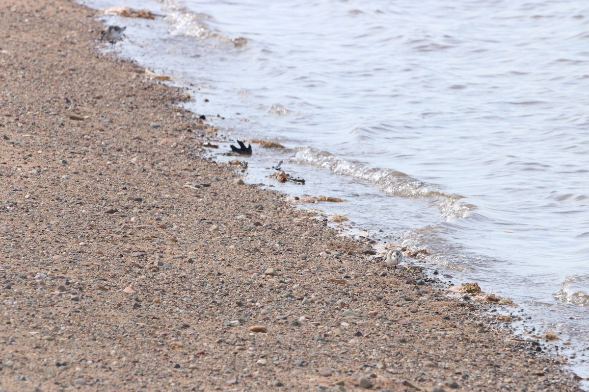 Bécasseau sanderling - ML608496364