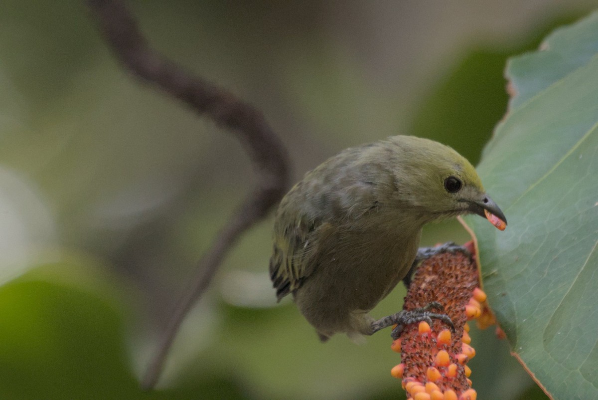 Palm Tanager - Mike Marin