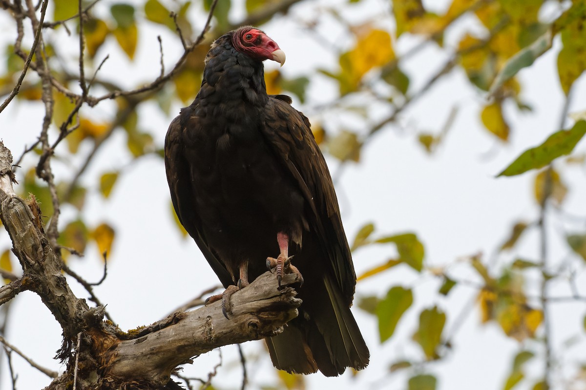 Turkey Vulture - ML608496478