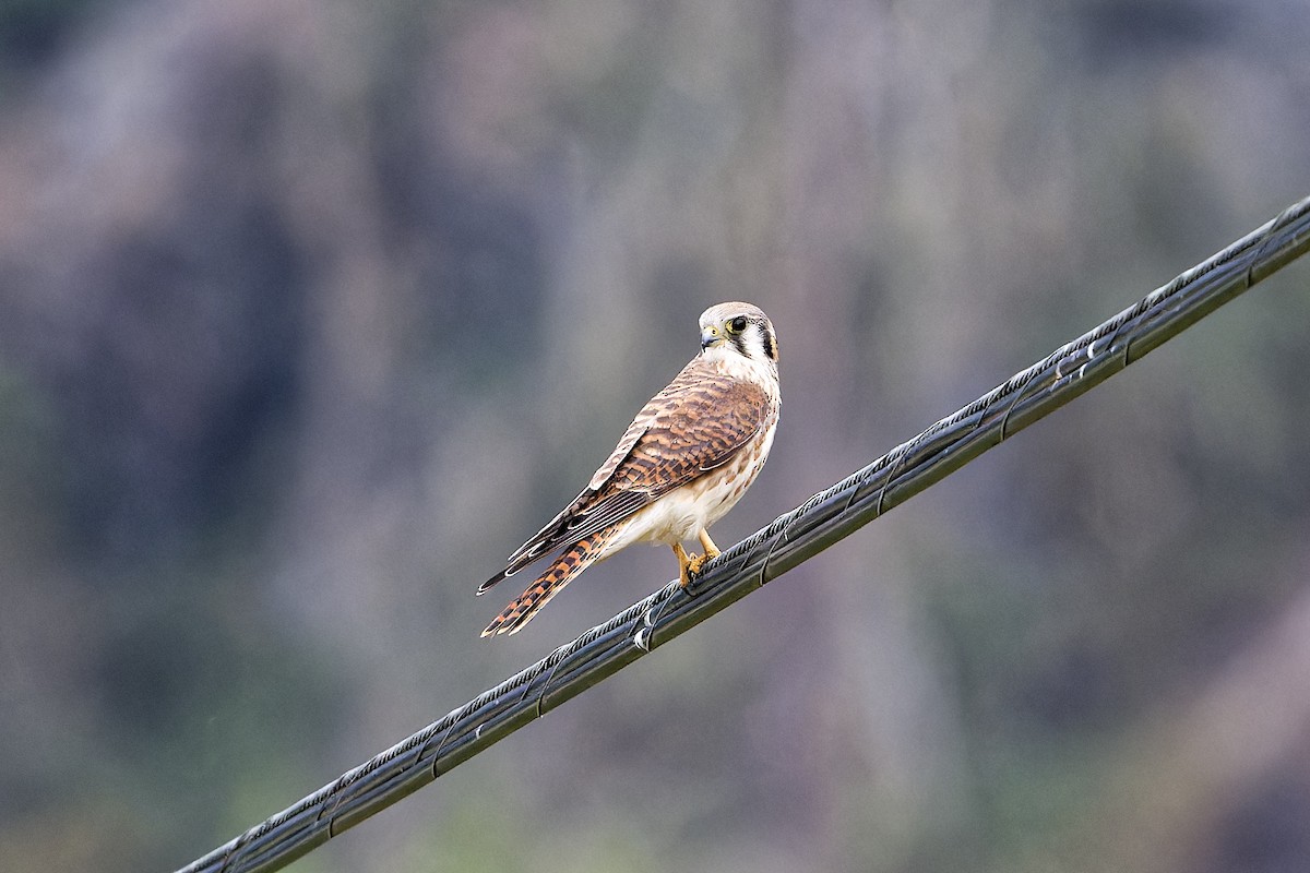 American Kestrel - ML608496522