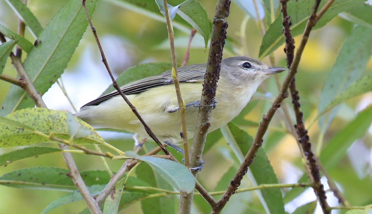 Warbling Vireo - ML608496579