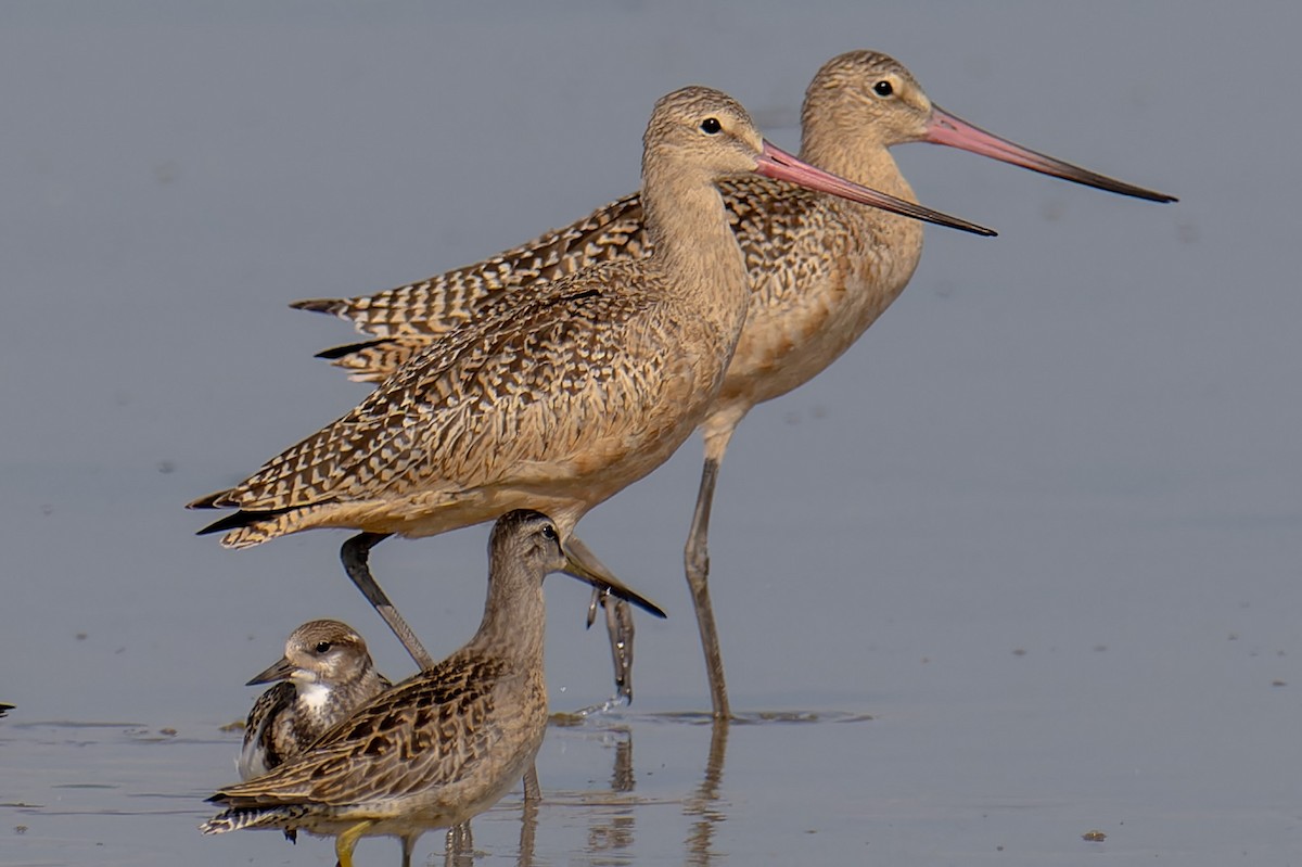 Marbled Godwit - patrick horan