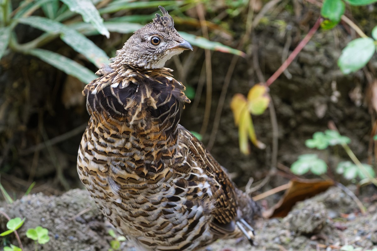 Ruffed Grouse - ML608496665