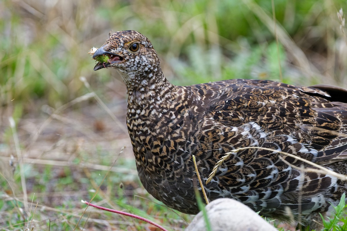 Sooty Grouse - Daniel Eslake