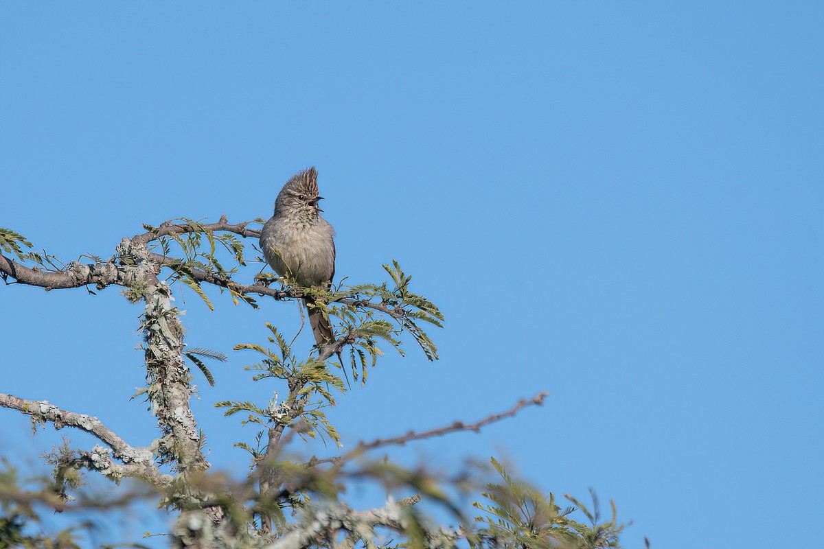 Tufted Tit-Spinetail - ML608496690