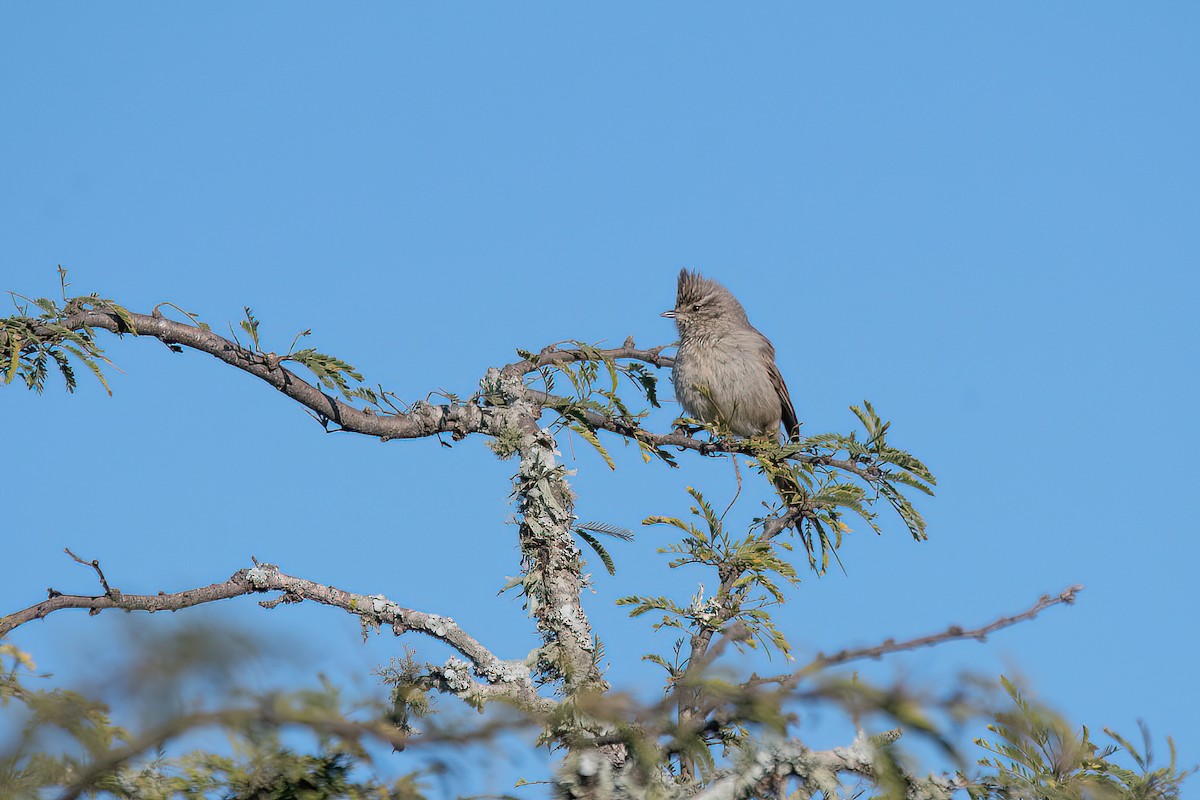 Tufted Tit-Spinetail - Raphael Kurz -  Aves do Sul