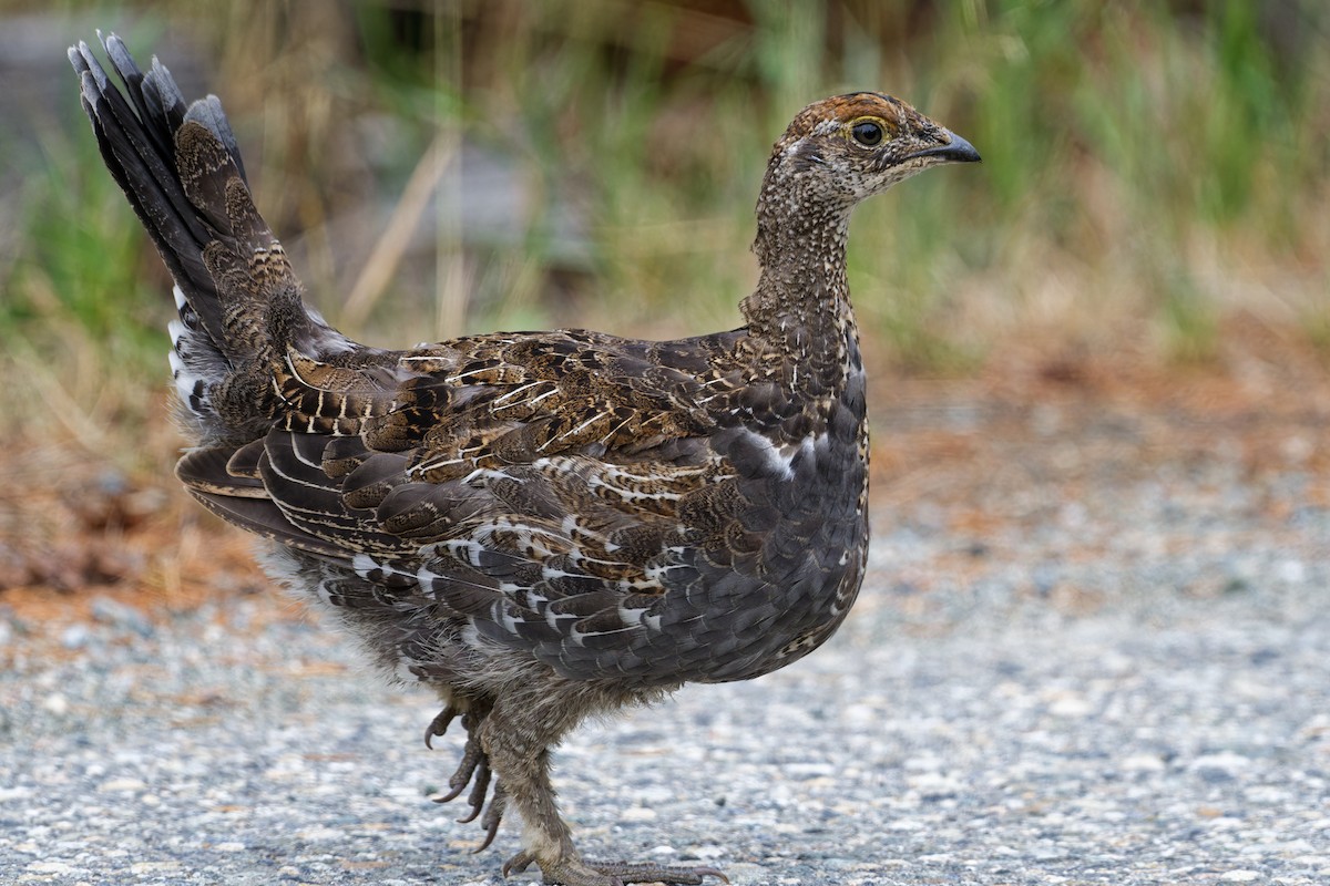 Gallo Fuliginoso - ML608496706