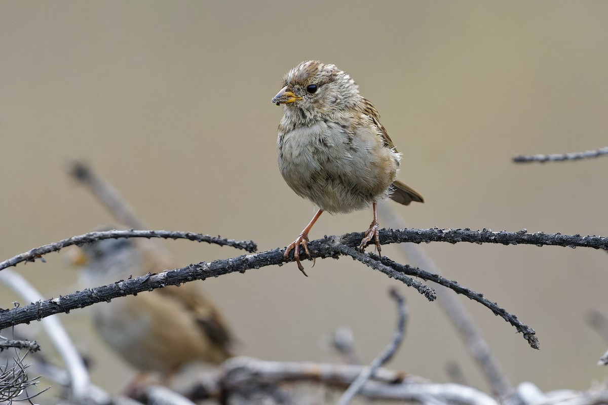 White-crowned Sparrow - Daniel Eslake