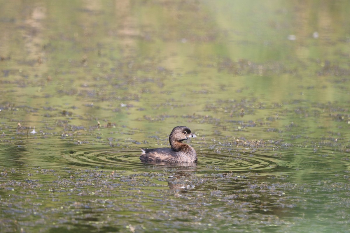 Pied-billed Grebe - ML608496847