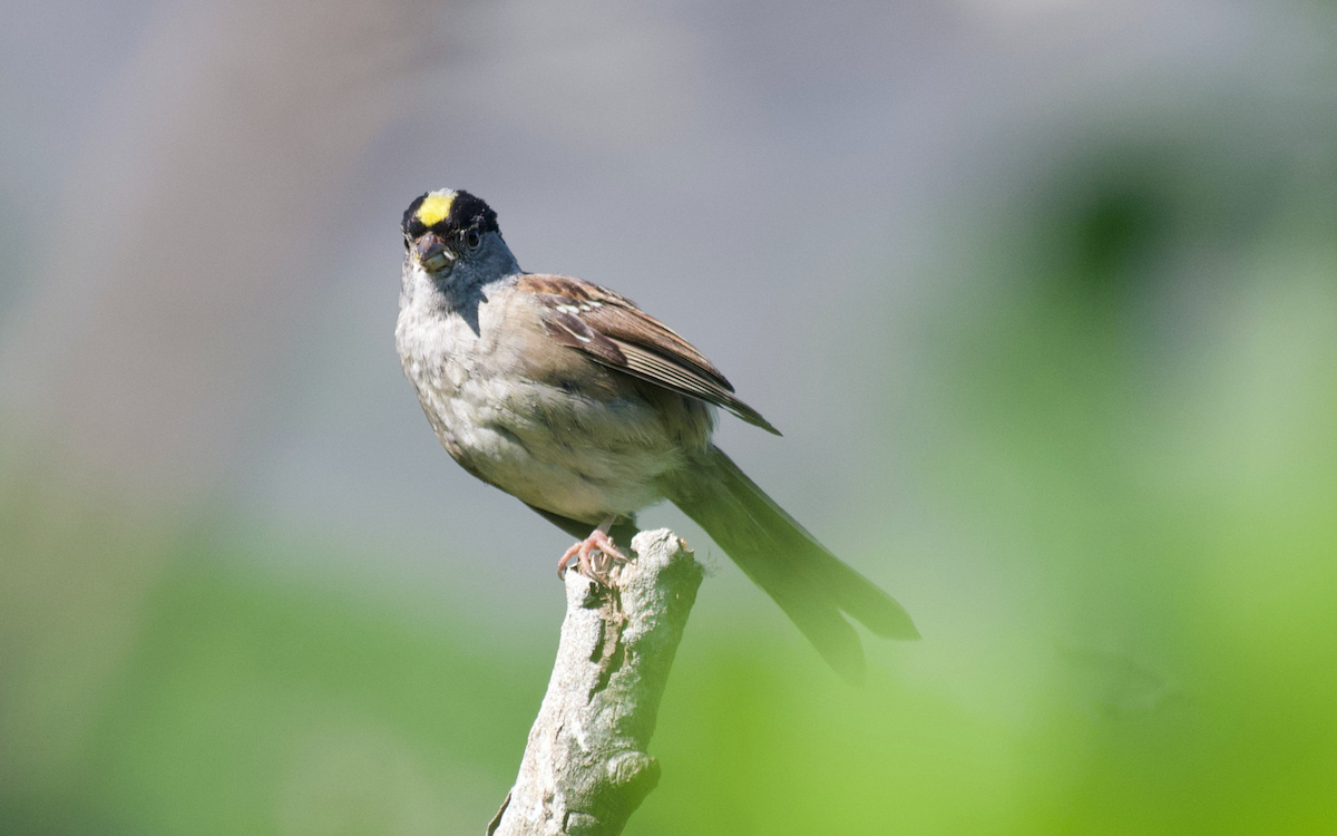 Golden-crowned Sparrow - ML608496855