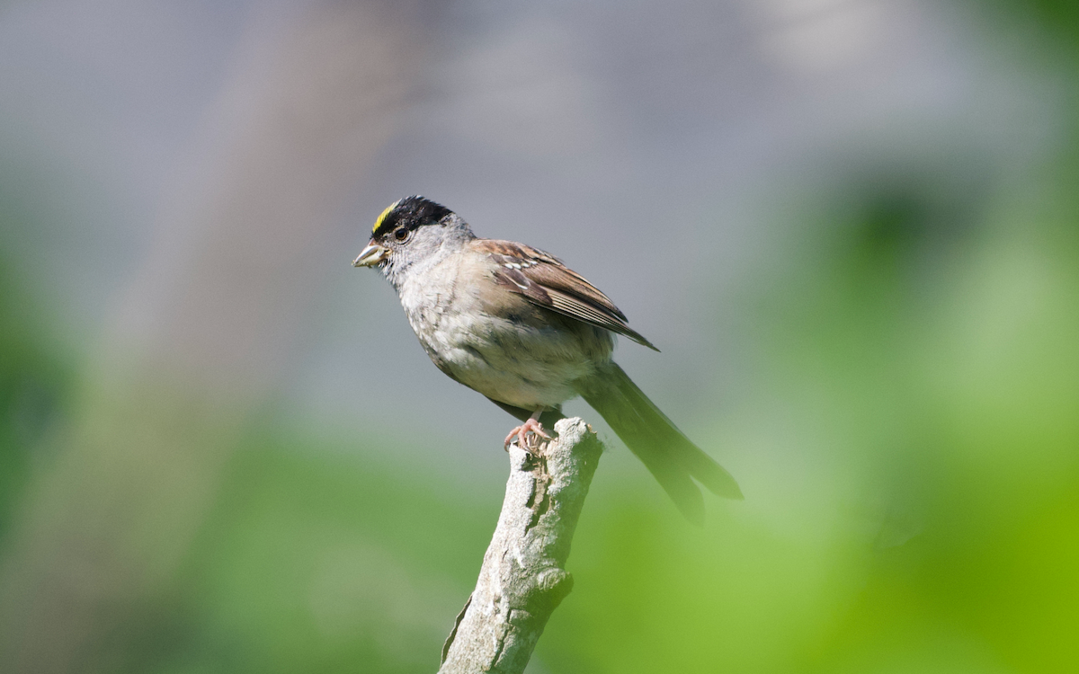 Golden-crowned Sparrow - ML608496856