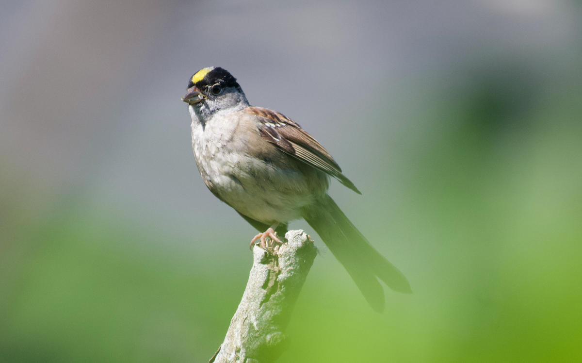 Golden-crowned Sparrow - ML608496857