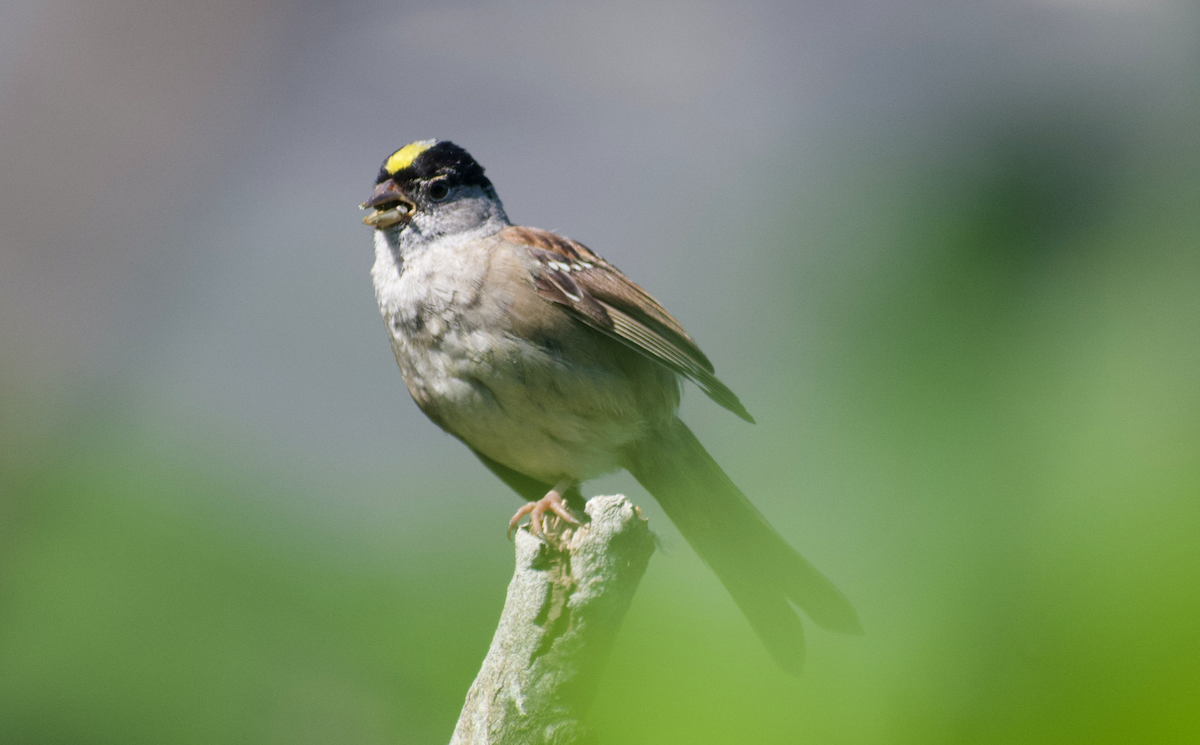 Golden-crowned Sparrow - ML608496858